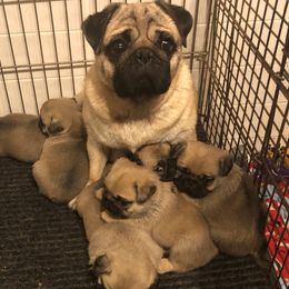 Luna - Pug