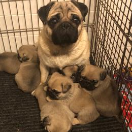 Luna - Pug