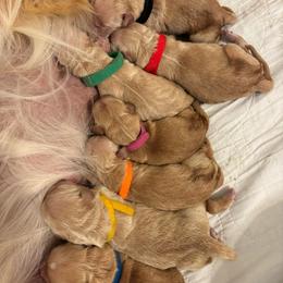 Mr Green - Golden male Golden Retriever puppy in Havana, Florida from Golden Gems