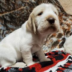 Bracco Italianos, Kleine Munsterlanders, and Spinoni Italiani from Lumpy's Kennels