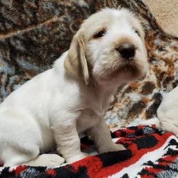 Bracco Italianos, Kleine Munsterlanders, and Spinoni Italiani from Lumpy's Kennels