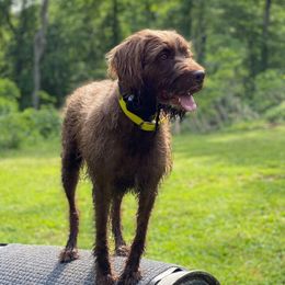 Ada - Pudelpointer