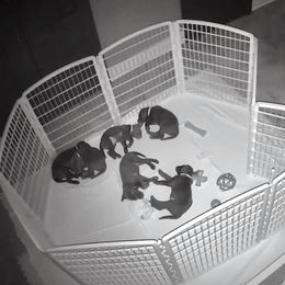 Labrador Retriever Puppies from Puppies Unleashed