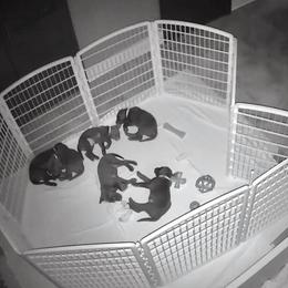 Labrador Retriever Puppies from Puppies Unleashed