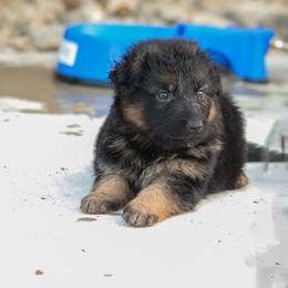 German Shepherd Puppies from Zwinger Vom Greifjäger