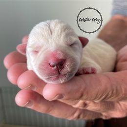 Shihpoo, Shih Tzu, and West Highland White Terrier Puppies from Westie Way & Polly Tzu Shih tzu and more