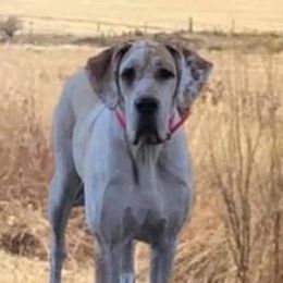 Autumn - Great Dane
