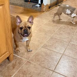 Billie - Fawn female French Bulldog puppy in Upper Sandusky, Ohio from Rock Run Boxers & Frenchies