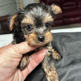 Maverick( click pic) - Black and tan male Yorkshire Terrier puppy in Kingston, Oklahoma from Lake Life