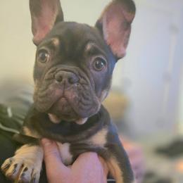 7even - Liver female French Bulldog puppy in Fayetteville, North Carolina from Burger's Pups