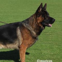Bad-Ball - German Shepherd