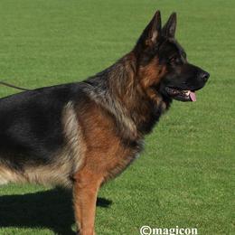 Bad-Ball - German Shepherd