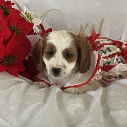 Sally - Parti female Goldendoodle puppy in Waynesboro, Virginia from Forest Creek Kennel