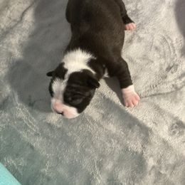 Girl 2 - Boston Terrier puppy in Newport, Oregon from Blue Coast Bulldogs
