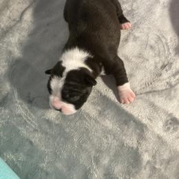 Girl 2 - Boston Terrier puppy in Newport, Oregon from Blue Coast Bulldogs
