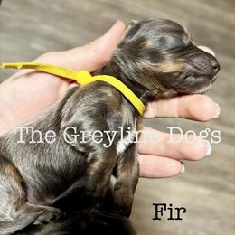 Fir - Gray (blue) and tan male Dachshund puppy in Overbrook, Kansas from The Greyline Dogs