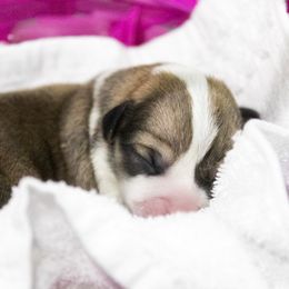 Pembroke Welsh Corgi Puppies from Cosmere Corgis