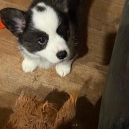 Athena - Black and white female Cardigan Welsh Corgi puppy in Atascadero, California from California Corgis and Kunes