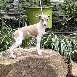 Pretty girl - Blue fawn female Italian Greyhound puppy in North Carolina from Celtic Sighthounds