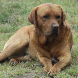 Labrador Retrievers from KC Labradors