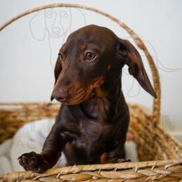 Coffee Crisp - Chocolate and tan female Dachshund puppy in Temecula, California from Naomi Magee's Dachshund Kennel