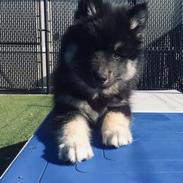 Siberian Husky Puppies from Arctic Circle Kennels