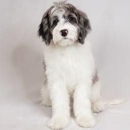 Mox - Sheepadoodle
