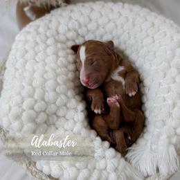 Alabaster - Red  male Goldendoodle puppy in Roanoke Rapids, North Carolina from Sweeter than Honey Doodles