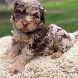 Black collar boy - Chocolate merle male Bernedoodle puppy in Colorado Springs, Colorado from Mercy Mountain Bernedoodles