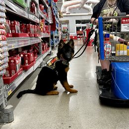 German Shepherd Puppies from Salty Raccoon Ranch German Shepherds