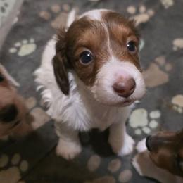 Rose Bud - Piebald female Dachshund puppy in Otisville, Michigan from Green Thumb Farms
