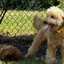 Poodles from Imperial Poodles LLC