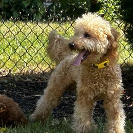 Poodles from Imperial Poodles LLC