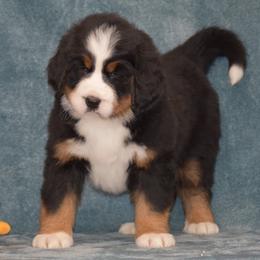 Ellie - Black rust and white female Bernese Mountain Dog puppy in Danville, Pennsylvania from Brookwood Bernese Mountain Dogs