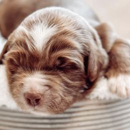 Bernedoodles and Goldendoodles from Forest Haven Doodle Co.
