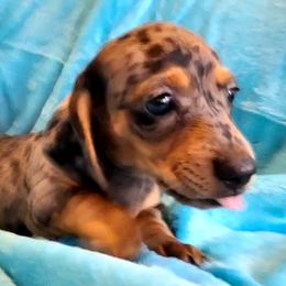 Dachshund Puppies from Tracy's Puppy Club