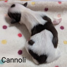 Shih Tzu Puppies from Sweetz Kennelz