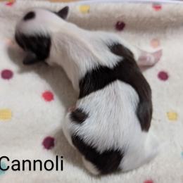 Shih Tzu Puppies from Sweetz Kennelz