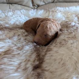 Phoenix - Red  male Goldendoodle puppy in Apache Junction, Arizona from Loving Doodle