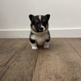 Yellow - Black and white female American Corgi puppy in Mineral Point, Wisconsin from Brunett Corgi Co