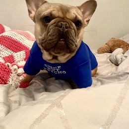Blue - French Bulldog