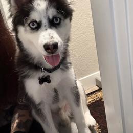 Draco - Black and white male Pomsky puppy in Sacramento, California from 916 Pomskies