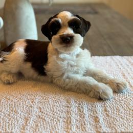 Alaric - Parti male Miniature Schnauzer puppy in Daphne, Alabama from Bearded Besties of Alabama
