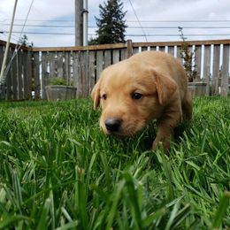 Labrador Retriever Puppies from Haas Family Retrievers