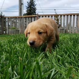 Labrador Retriever Puppies from Haas Family Retrievers