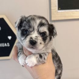 Miggy (Martin) - Merle male Chihuahua puppy in Harrison, Michigan from Cloud9 Chihuahuas