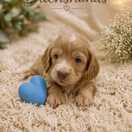 Murphy - Cream male Dachshund puppy in Statesville, North Carolina from Lakeside Dachshunds