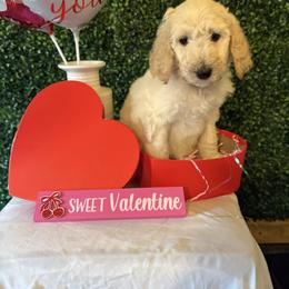Athena - Cream female Poodle puppy in Petal, Mississippi from Petal Poodles