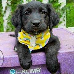 Border Collie, Golden Retriever, and Sporty Mix Puppies from Turbo Border Collies & Coltrievers