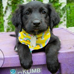 Border Collie, Golden Retriever, and Sporty Mix Puppies from Turbo Border Collies & Coltrievers